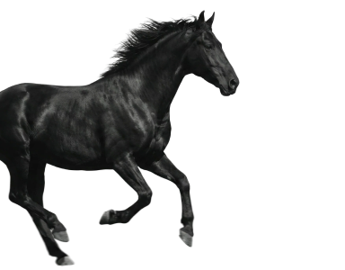 Galloping horse